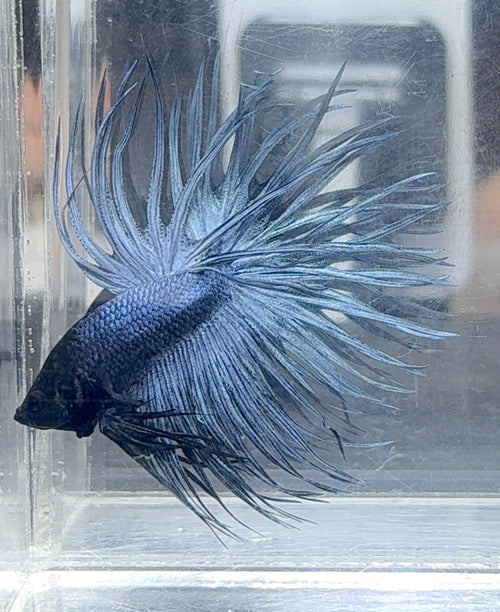 Black head crowntail betta