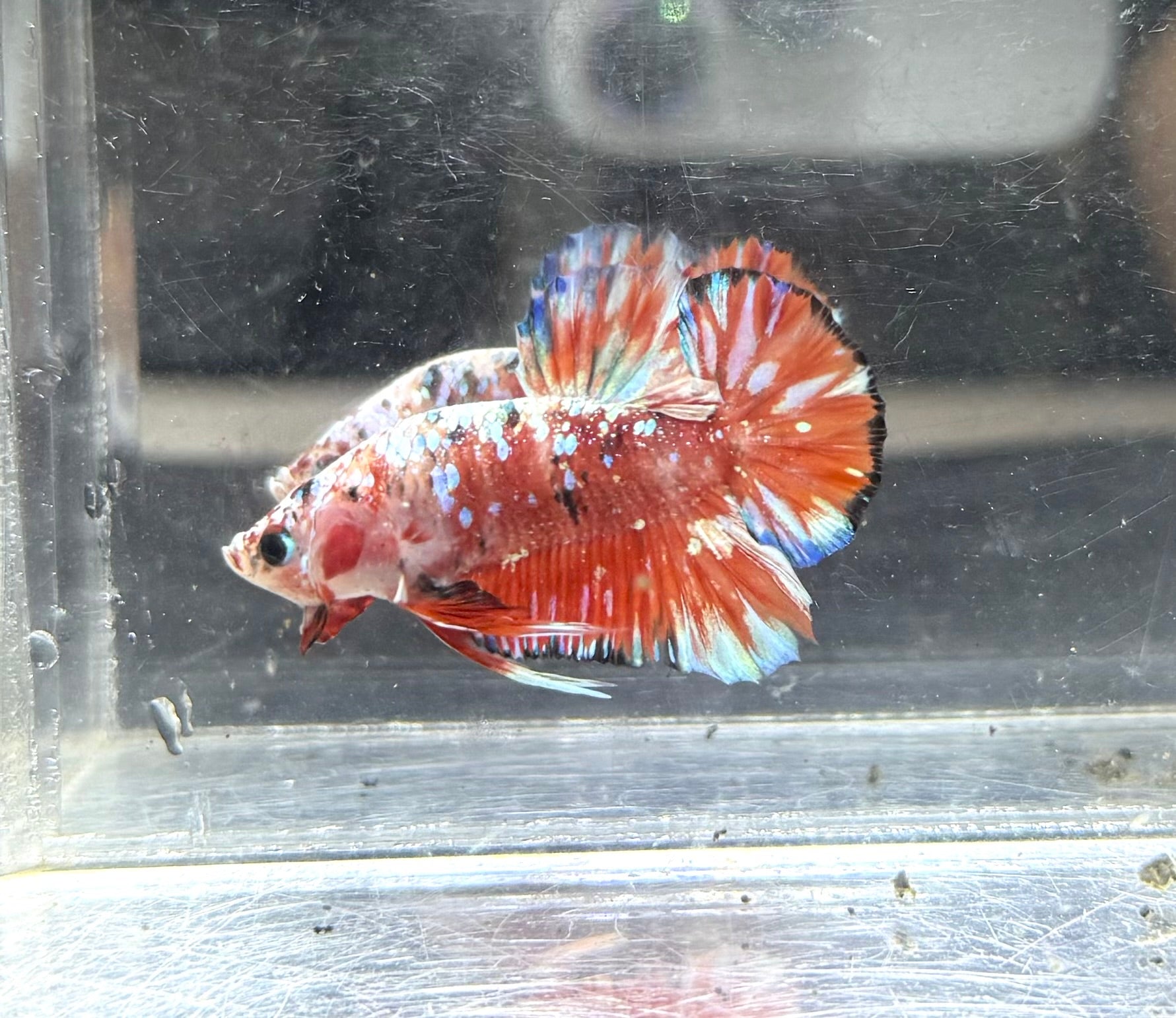 Barongsai HMPK Jr