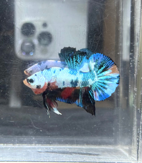 Candy fancy HMPK jr