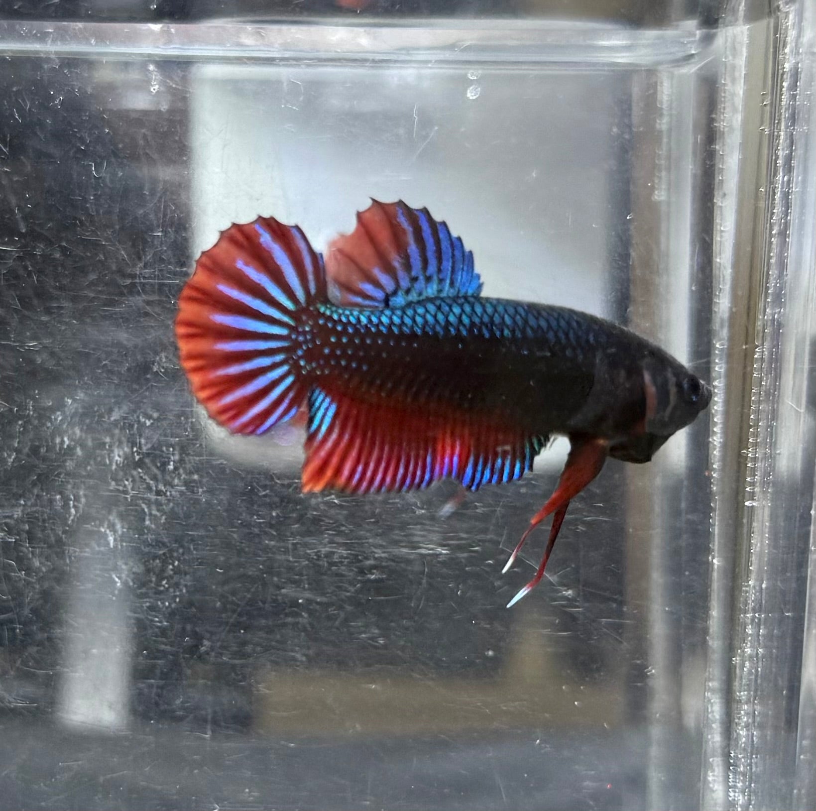 Imbellis wild betta