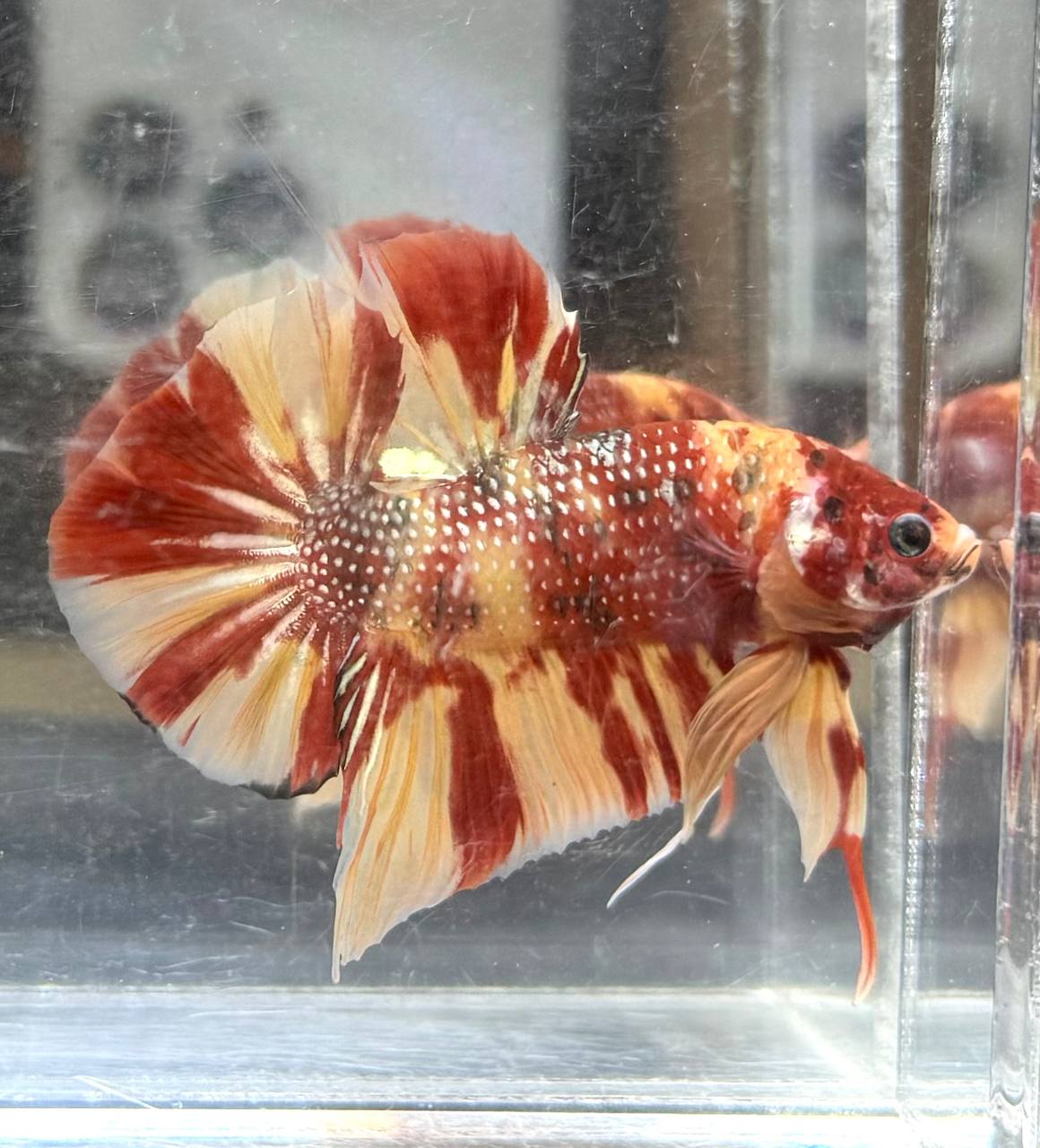 Nemo copper giant Jr
