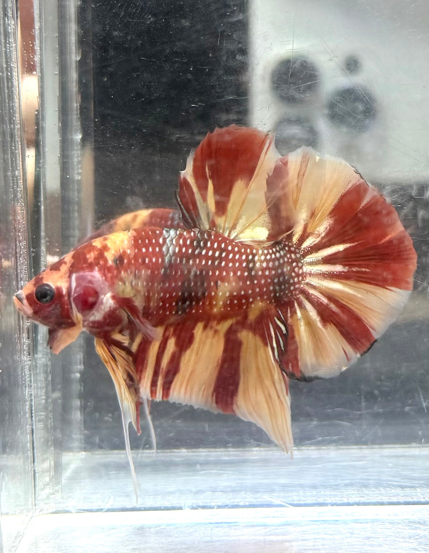 Nemo copper giant Jr