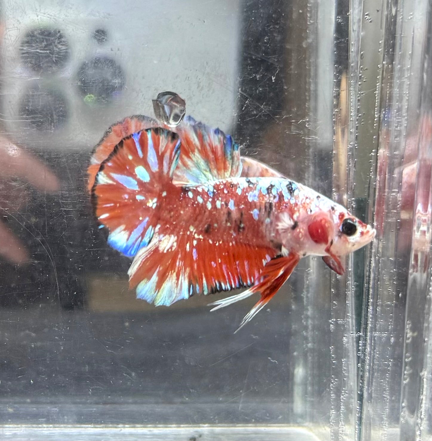 Barongsai HMPK Jr