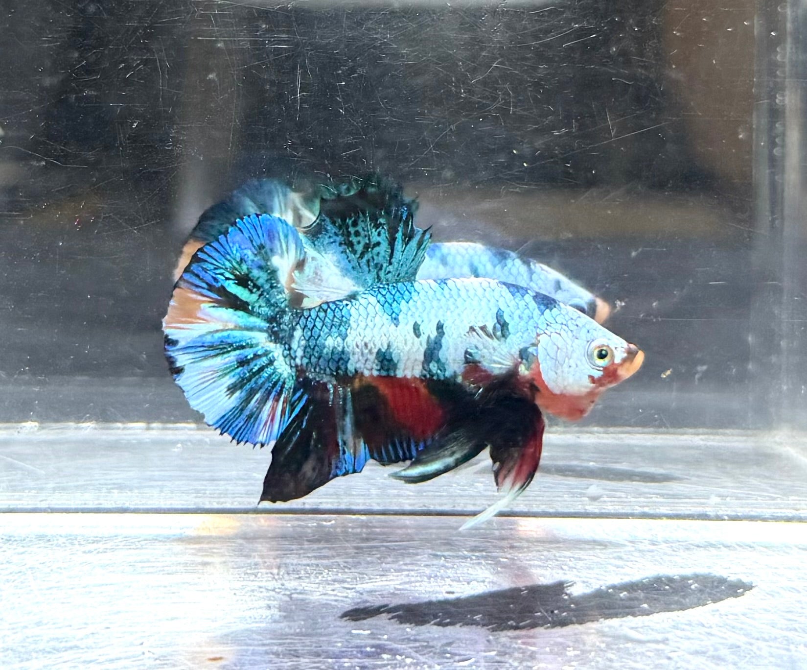 Candy fancy HMPK jr
