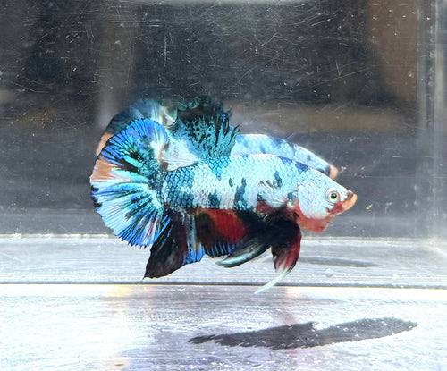 Candy fancy HMPK jr