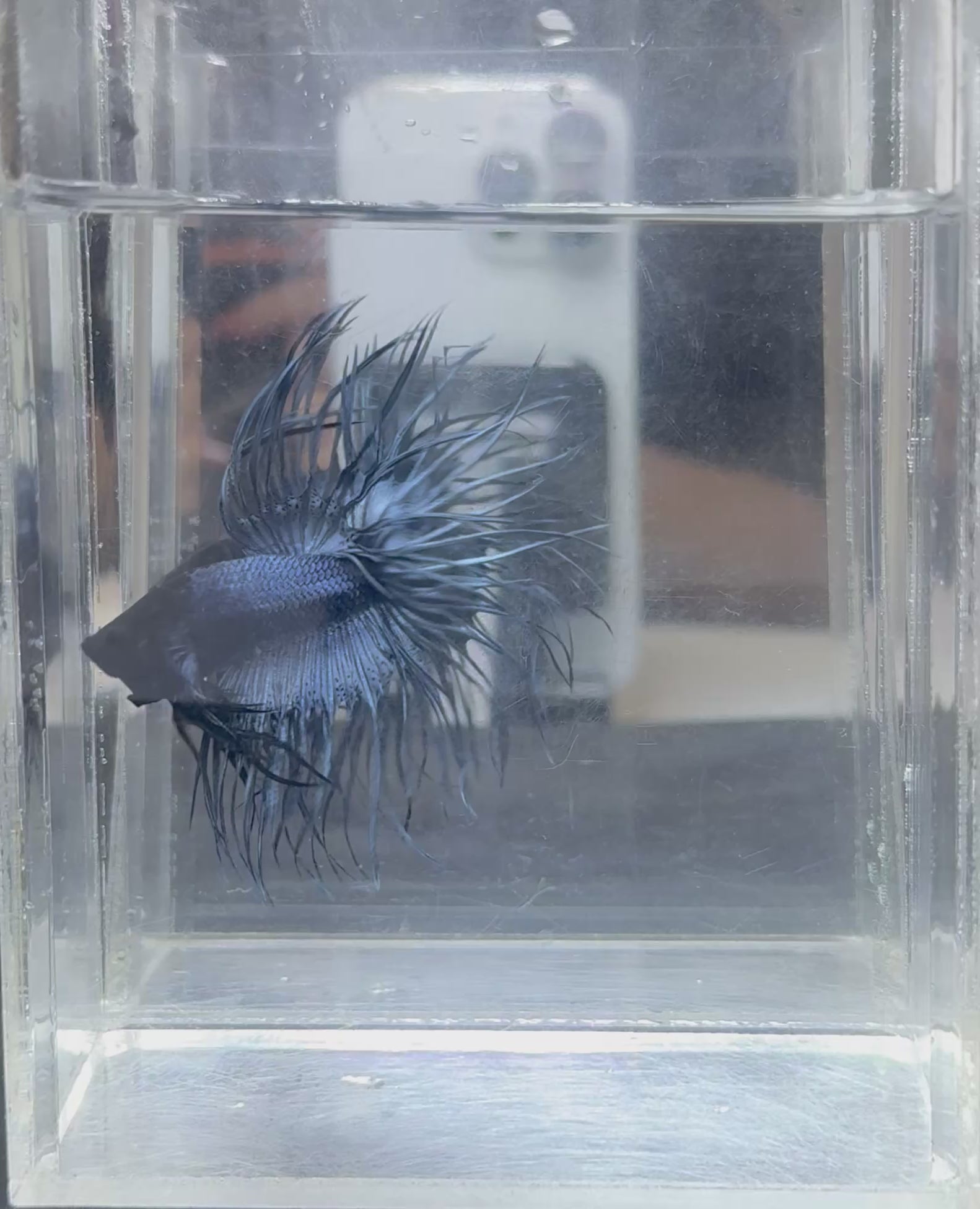 Black head crowntail betta