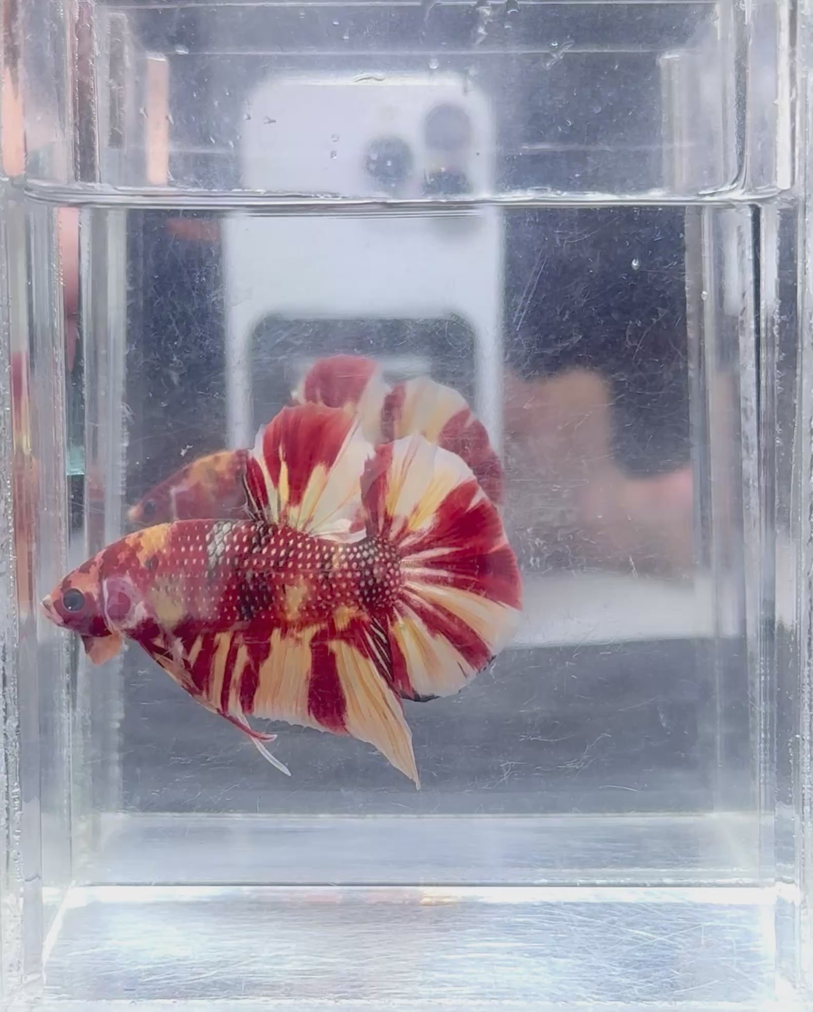 Nemo copper giant Jr