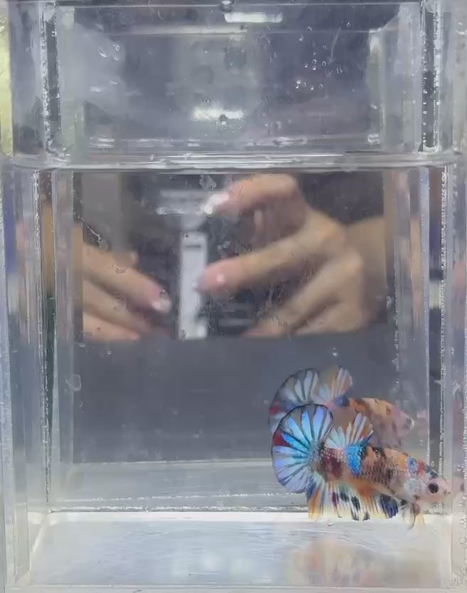 Multicolour HMPK JR