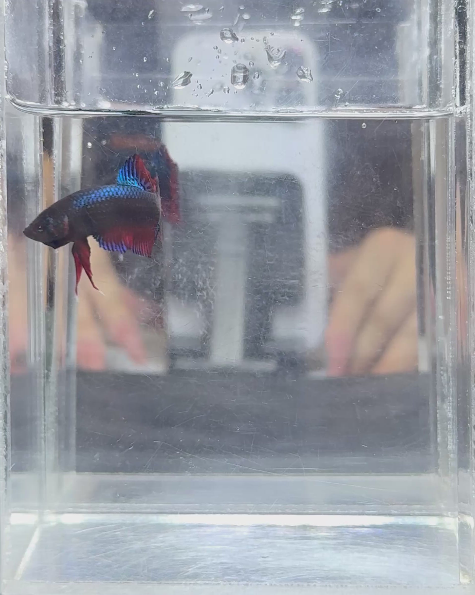 Imbellis wild betta